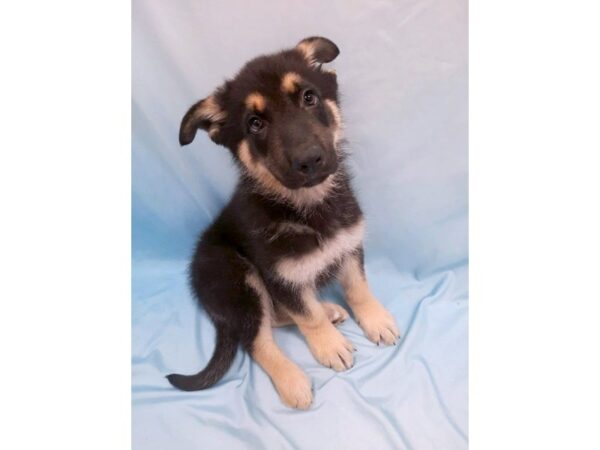 German Shepherd Dog DOG Male Black / Tan 6428 Petland Ashland, Kentucky