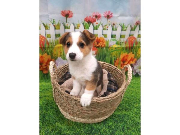 Pembroke Welsh Corgi DOG Female Black Tan / White 6467 Petland Ashland, Kentucky