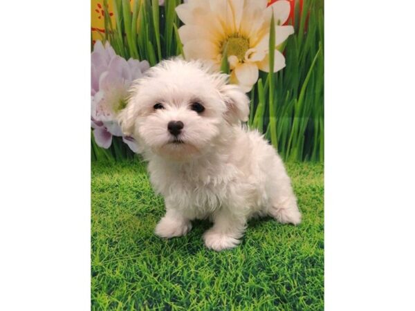 Maltese DOG Male White 6458 Petland Ashland, Kentucky