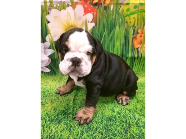 Bulldog DOG Male Black White / Tan 6465 Petland Ashland, Kentucky