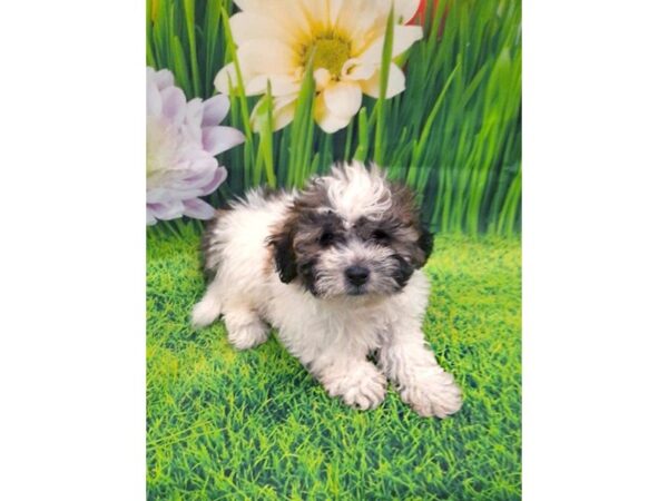 Teddy Bear DOG Male Gold / White 6461 Petland Ashland, Kentucky