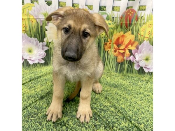 German Shepherd Dog DOG Female Sable 6462 Petland Ashland, Kentucky