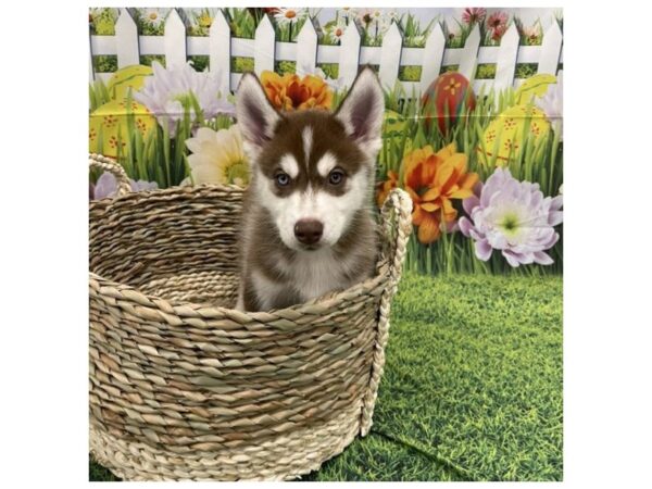 Siberian Husky DOG Male Rust / White 6460 Petland Ashland, Kentucky