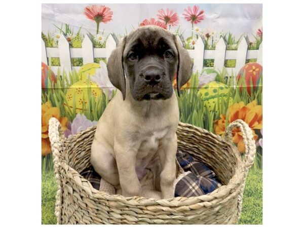 Mastiff DOG Male Fawn 6459 Petland Ashland, Kentucky