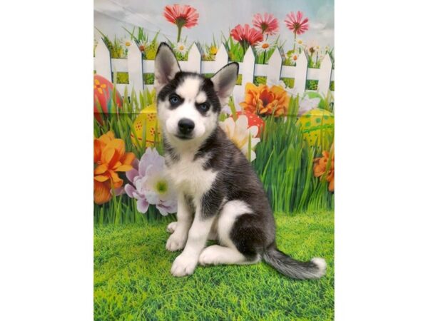 Siberian Husky DOG Female Black / White 6480 Petland Ashland, Kentucky