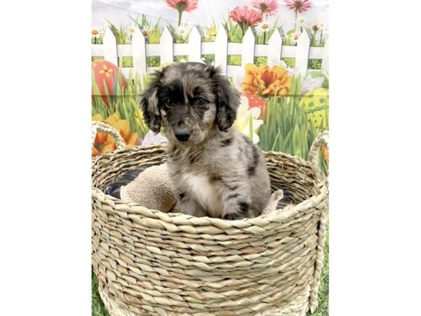 Miniature Australian Shepherd DOG Male Blue Merle 6479 Petland Ashland, Kentucky