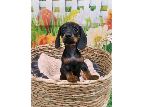 Dachshund DOG Female Black / Tan 6477 Petland Ashland, Kentucky