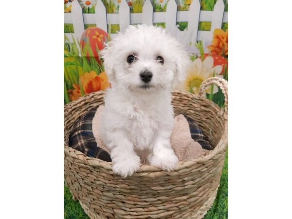 Bichon Frise DOG Male White 6476 Petland Ashland, Kentucky