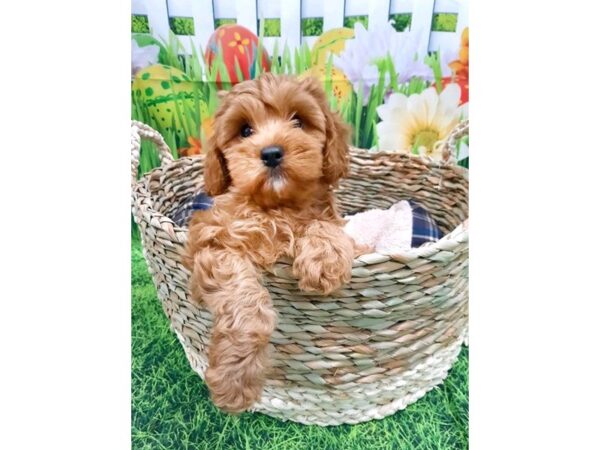 Cavapoo DOG Male Red 6475 Petland Ashland, Kentucky