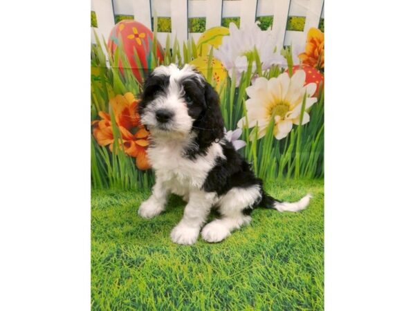 Mini Bernedoodle DOG Male Black / White 6474 Petland Ashland, Kentucky