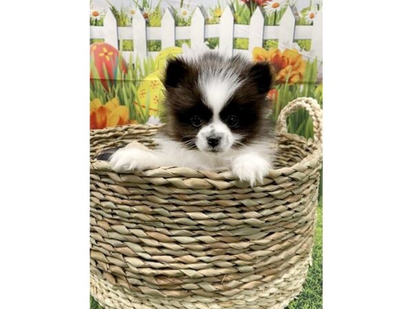 Pomeranian DOG Male Black / White 6472 Petland Ashland, Kentucky