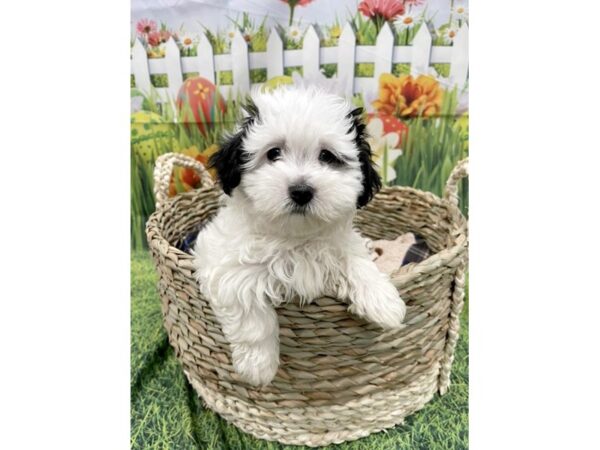 Havanese DOG Female Black 6471 Petland Ashland, Kentucky