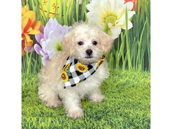 Maltipoo-DOG-Male-Apricot-6469-Petland Ashland, Kentucky