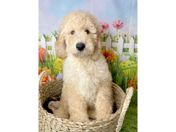 Poodle Standard-DOG-Male-Apricot-6490-Petland Ashland, Kentucky