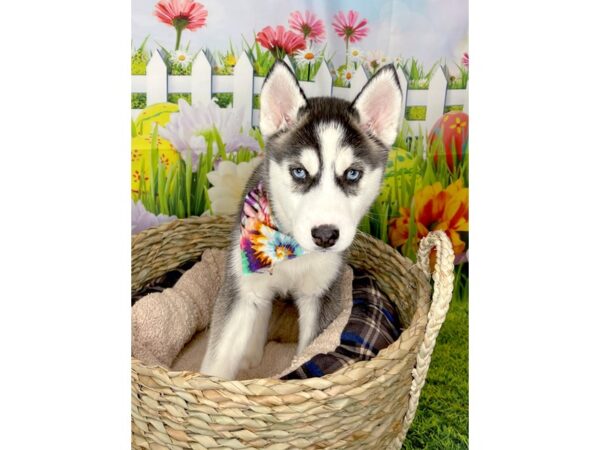 Siberian Husky DOG Female Gray / White 6489 Petland Ashland, Kentucky