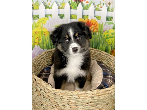 Miniature American Shepherd DOG Female Black 6488 Petland Ashland, Kentucky