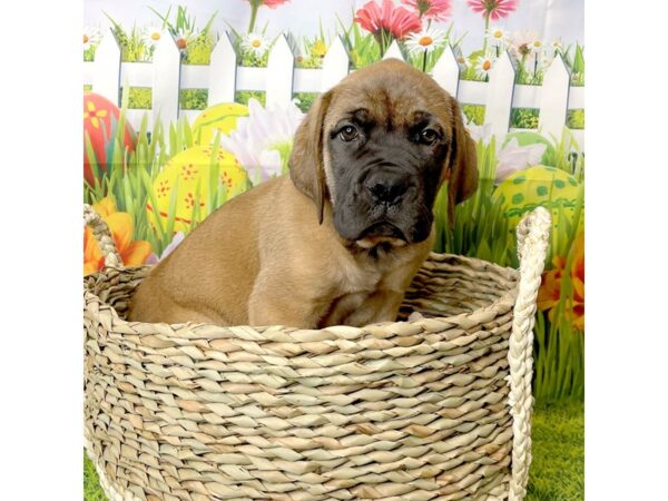 Mastiff DOG Male Apricot 6487 Petland Ashland, Kentucky