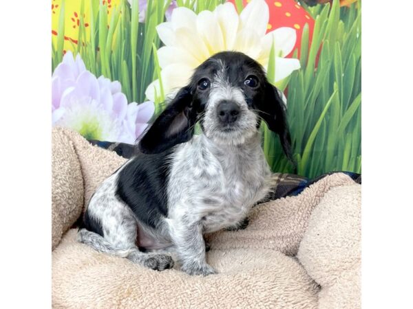 Dachshund DOG Female Black 6485 Petland Ashland, Kentucky