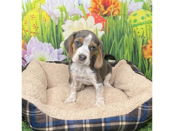 Beagle DOG Female Black White / Tan 6483 Petland Ashland, Kentucky