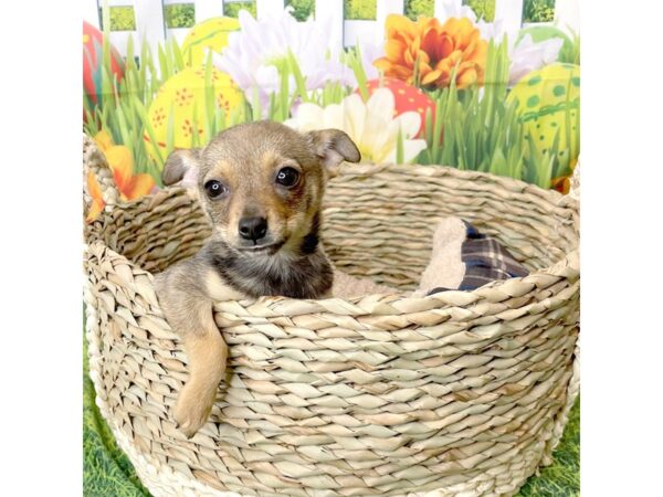 Chiweenie DOG Female Sable 6482 Petland Ashland, Kentucky