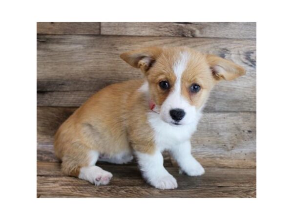 Pembroke Welsh Corgi DOG Female Sable / White 6501 Petland Ashland, Kentucky