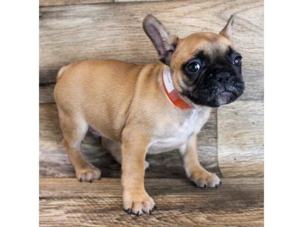 French Bulldog DOG Male Fawn 6499 Petland Ashland, Kentucky