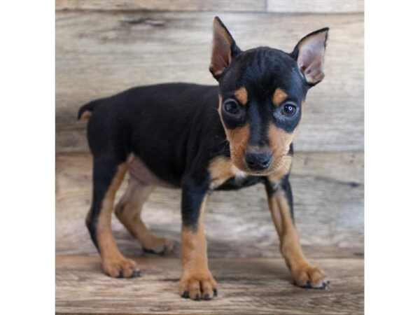 Miniature Pinscher DOG Female Black / Tan 6500 Petland Ashland, Kentucky