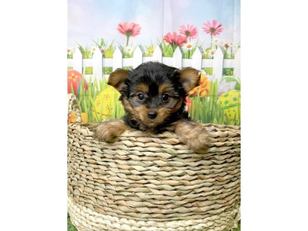 Silky Terrier DOG Female Black / Tan 6495 Petland Ashland, Kentucky