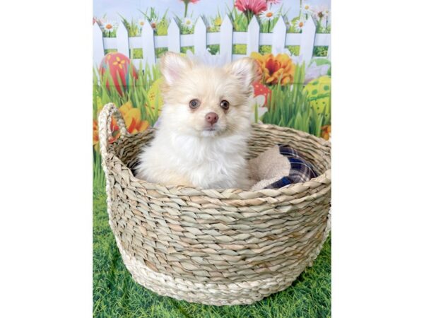 Pomeranian-DOG-Female-Cream-6494-Petland Ashland, Kentucky