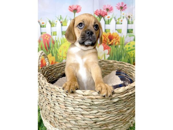 Puggle DOG Male Fawn 6493 Petland Ashland, Kentucky