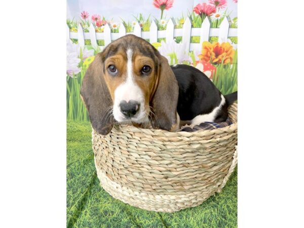 Basset Hound DOG Female 6491 Petland Ashland, Kentucky