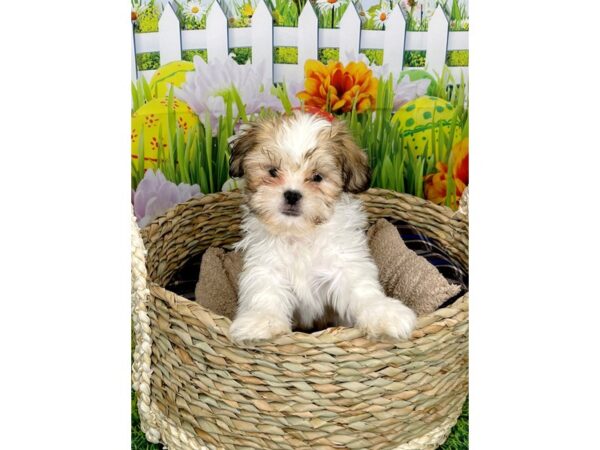 Shih Tzu DOG Male Gold / White 6502 Petland Ashland, Kentucky