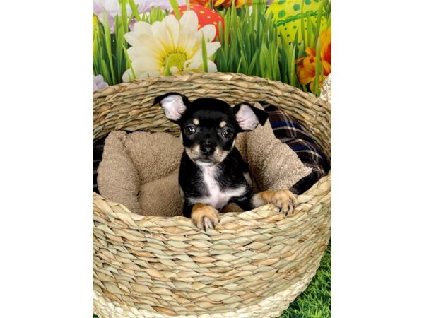 Chihuahua DOG Female Black / Tan 6498 Petland Ashland, Kentucky