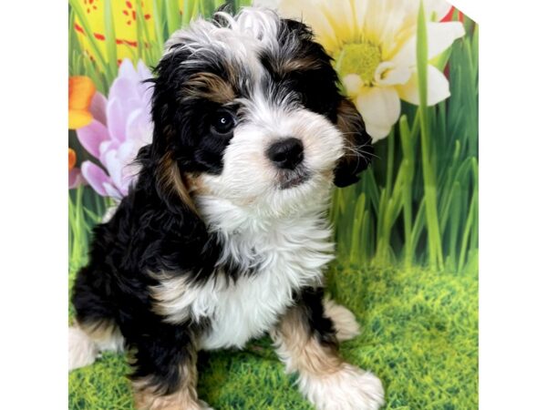 Mini Bernedoodle DOG Female Black White / Tan 6497 Petland Ashland, Kentucky