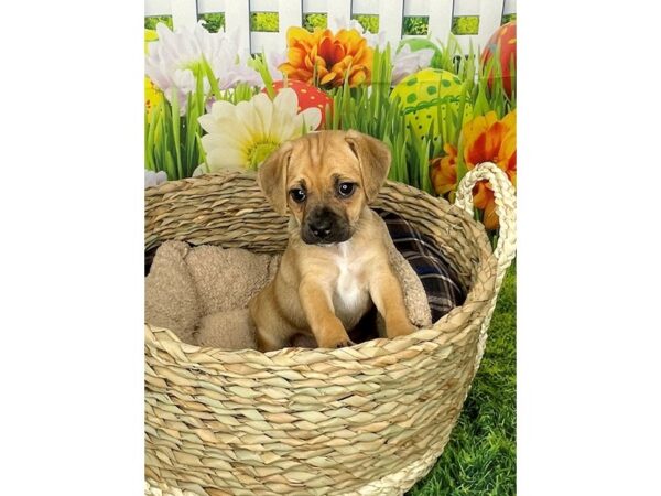 Puggle DOG Female Apricot 6496 Petland Ashland, Kentucky