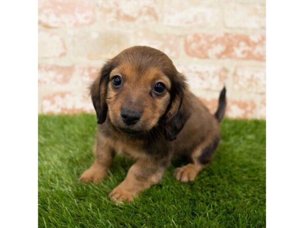 Dachshund DOG Male Black / Tan 6505 Petland Ashland, Kentucky