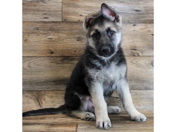 German Shepherd Dog DOG Male Black / Tan 6509 Petland Ashland, Kentucky