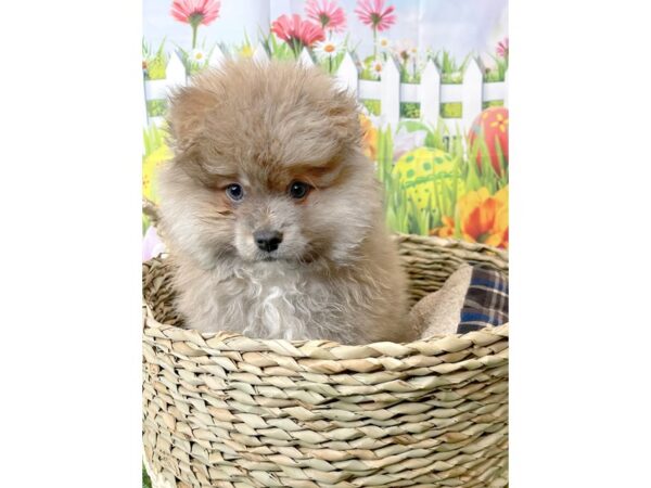 Pomeranian-DOG-Male-Red Sable-6512-Petland Ashland, Kentucky