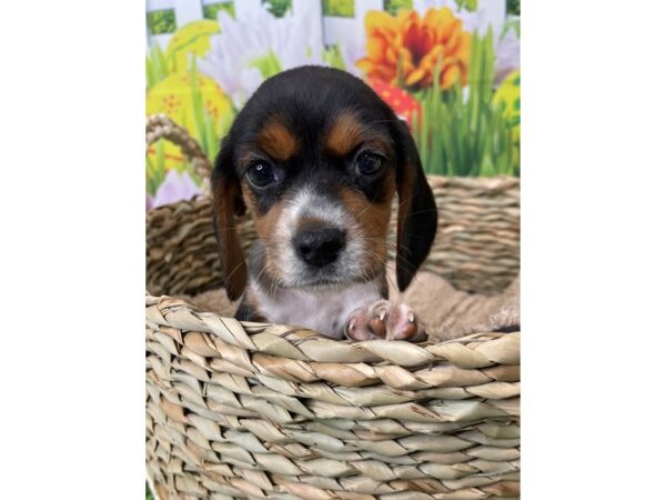 Beagle DOG Female Black Tan / White 6510 Petland Ashland, Kentucky