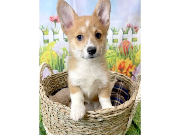 Pembroke Welsh Corgi DOG Male Red 6508 Petland Ashland, Kentucky