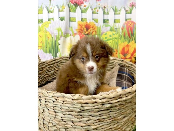 Miniature Australian Shepherd DOG Female Red 6507 Petland Ashland, Kentucky