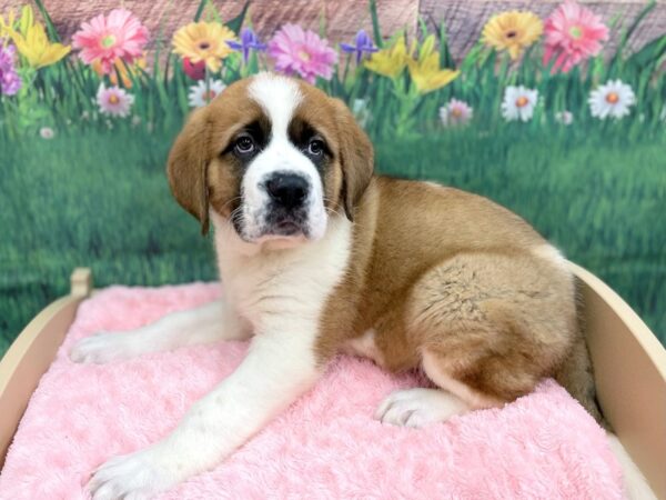 Saint Bernard DOG Male Mahogany / White 6517 Petland Ashland, Kentucky