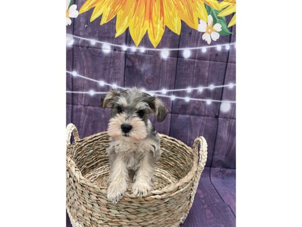 Mini Schnauzer DOG Female Salt & Pepper 6515 Petland Ashland, Kentucky