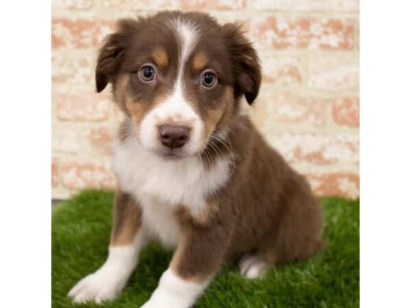 Miniature Australian Shepherd DOG Male Red 6521 Petland Ashland, Kentucky