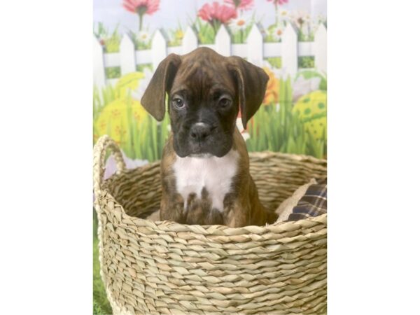 Boxer DOG Male Brindle 6503 Petland Ashland, Kentucky