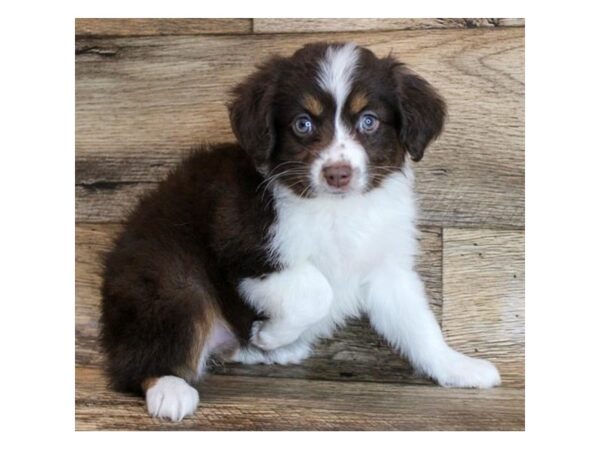 Miniature Australian Shepherd DOG Female Red 6527 Petland Ashland, Kentucky