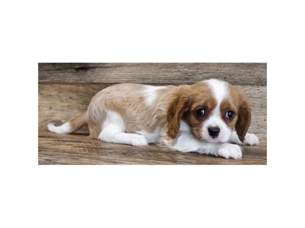 Cavalier King Charles Spaniel DOG Male Blenheim 6526 Petland Ashland, Kentucky