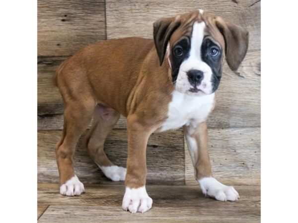 Boxer DOG Male Fawn 6525 Petland Ashland, Kentucky