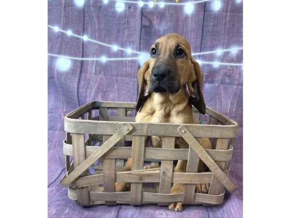 Bloodhound DOG Female Red 6518 Petland Ashland, Kentucky