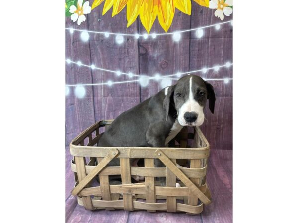 Great Dane DOG Male Blue 6520 Petland Ashland, Kentucky